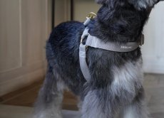 画像4: MY NAME 25 刺繍ハーネス【クロスオーダー】 (4)