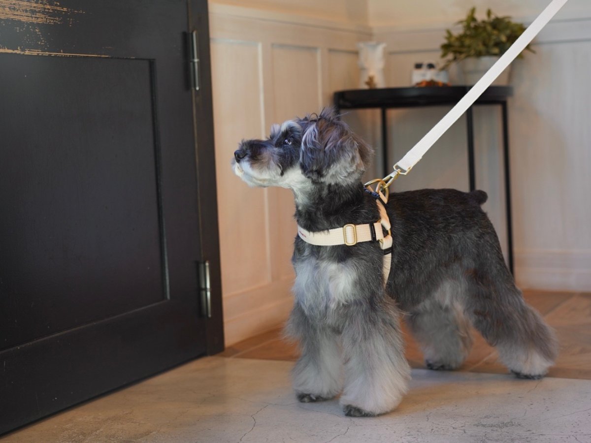 画像2: MY NAME 25 刺繍ハーネス【クロスオーダー】 (2)