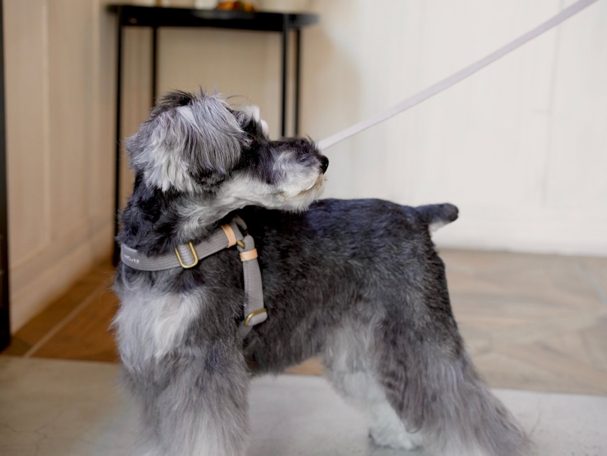 画像3: MY NAME 25 刺繍ハーネス【クロスオーダー】 (3)