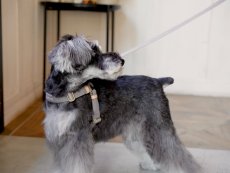 画像3: MY NAME 25 刺繍ハーネス【クロスオーダー】 (3)