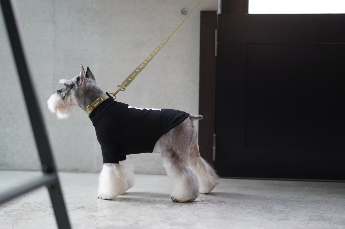 シュナウザー/リード色：カーキ