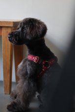 画像6: ロゴ25 ハーネス【クロスオーダー】 (6)