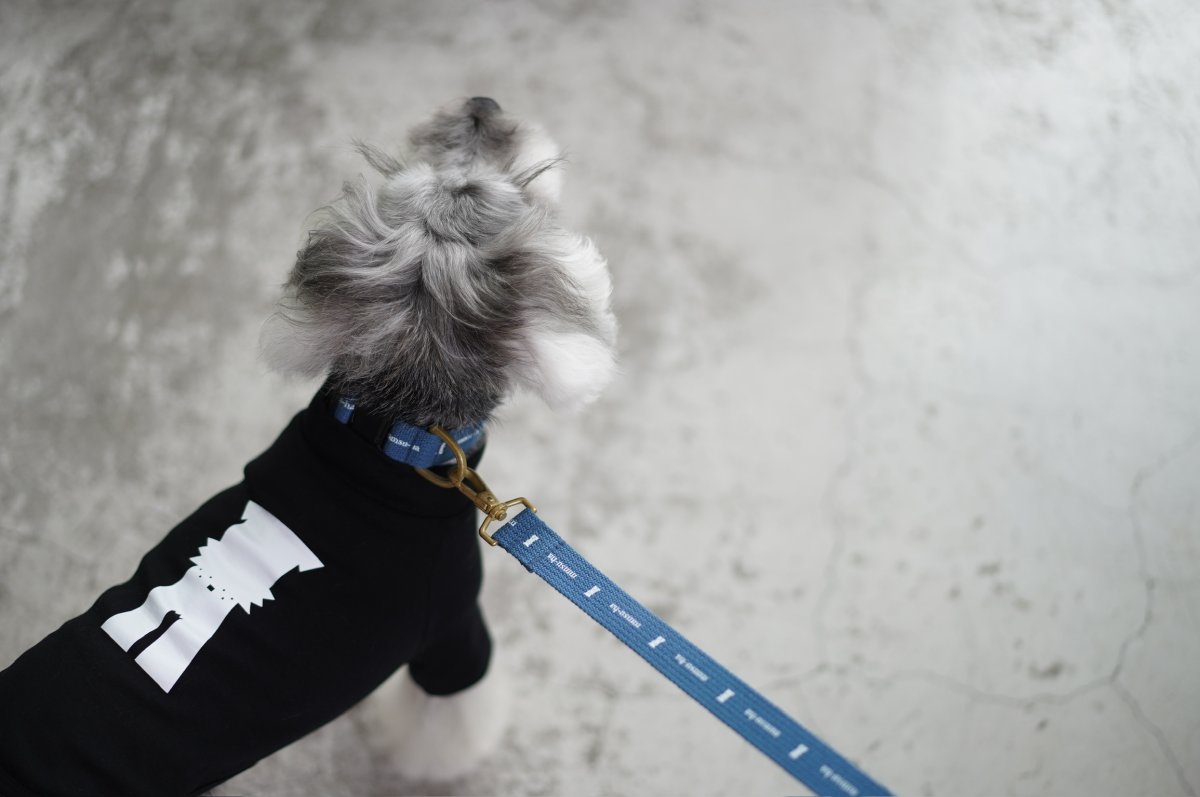 シュナウザー/リード色：アンティークブルー