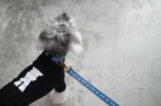 シュナウザー/リード色：アンティークブルー