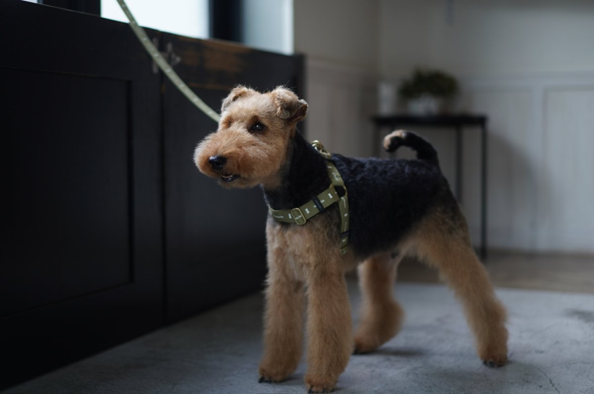 画像3: ロゴ25 ハーネス【クロスオーダー】 (3)