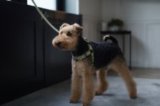 画像3: ロゴ25 ハーネス【クロスオーダー】 (3)