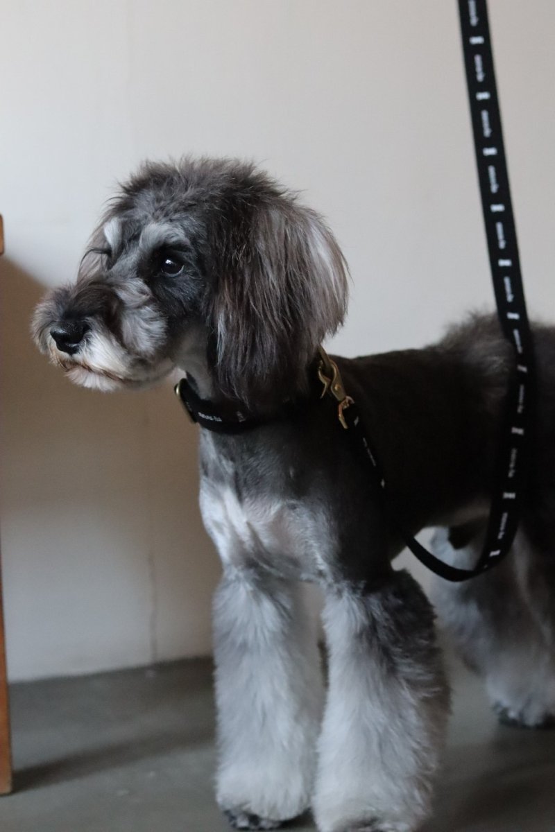 シュナウザー/リード色：ブラック