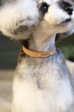 スワロフスキーカラー装着例:ミニチュアシュナウザー 首輪:ナチュラル