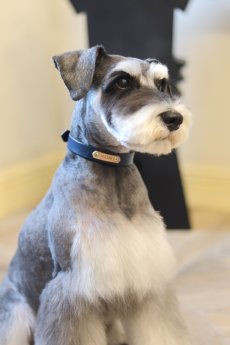 ネームプレートカラー装着例ミニチュアシュナウザー首輪:ネイビー　ネームプレート:ナチュラル　金具:シルバー