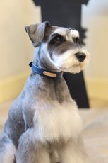 ネームプレートカラー装着例ミニチュアシュナウザー首輪:ネイビー　ネームプレート:ナチュラル　金具:シルバー