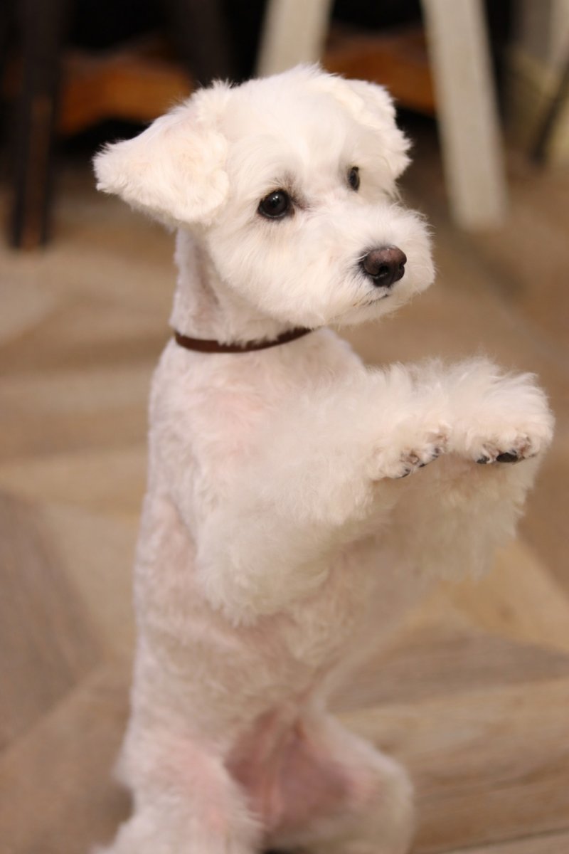 シュナウザー、NAME  COLLAR着用例/レザー色：ダークブラウン/幅7mm