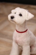 シュナウザー、NAME  COLLAR着用例/レザー色：レッド/幅7mm