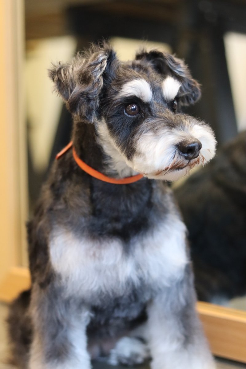 シュナウザー、NAME  COLLAR着用例/レザー色：オレンジ/幅7mm