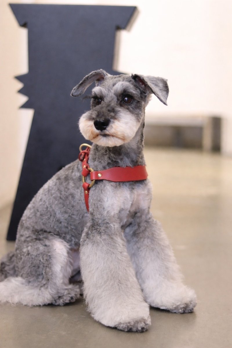 シュナウザーハーネス/レザー色：レッド/金具色：ゴールド/幅：Mサイズ