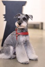 シュナウザーハーネス/レザー色：レッド/金具色：ゴールド/幅：Mサイズ