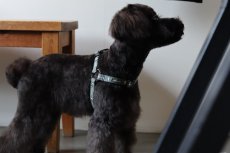 土台:ブラック/リボン:ダルカーキ/金具:ブラック