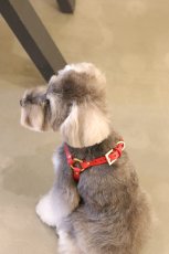 シュナウザーハーネス/レザー色：レッド/金具色：ゴールド/幅：Mサイズ