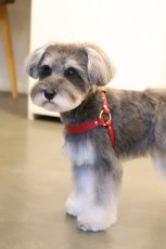 シュナウザーハーネス/レザー色：レッド/金具色：ゴールド/幅：Mサイズ