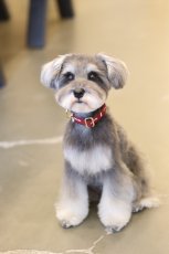 土台:ダークブラウン/リボン:ワインレッド/金具:ゴールド