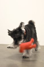 画像5: su-ha kun TOY (5)