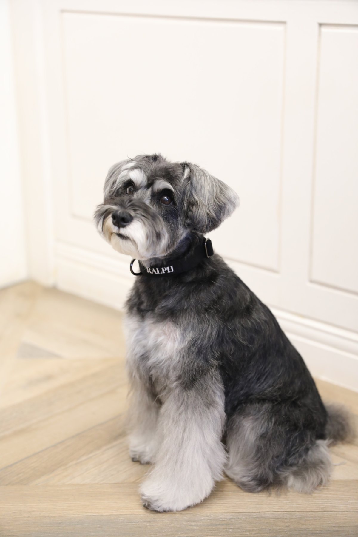 シュナウザー/色：ブラック/幅：20mm