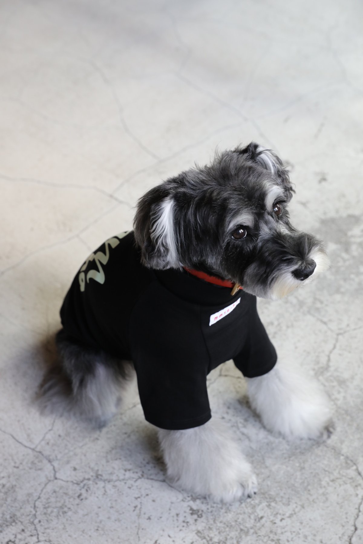 画像11: 【dog】NIGHT GLOW ハイネックTシャツ【ブラック】【mmsu-ha】 (11)