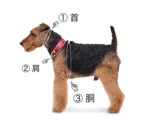 Mmsu Haオリジナル犬用革胴輪 ハーネスオーダーメニュー Leather Harness レザーハーネス 胴輪 最高級牛革を使用 Mmsu Haオリジナル犬用革胴輪 ハーネスオーダーメニュー Leather Harness レザーハーネス 胴輪 最高級牛革を使用