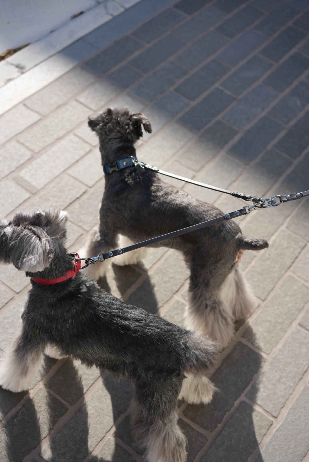 ゴヤール　レザー製 ブラック 犬用リード デザイン 楽天市場】＼LINEで300円OFF／【フレキシ公式】ブラックデザイン 軽量
